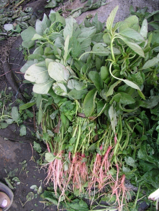 Amaranthus hybridus â’¸ Maundu 2022 Amaranthus hybridus â’¸ Maundu 2022