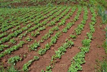 Commercial cowpeas planted in rows â’¸ Maundu, 2021 Commercial cowpeas planted in rows â’¸ Maundu, 2021