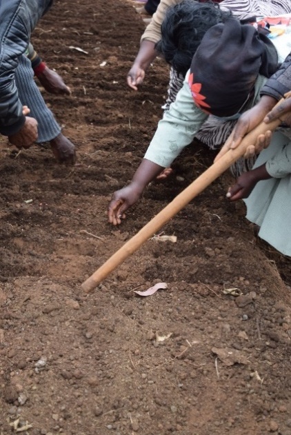 Farmers in Kiambu, Kenya demonstrating two ways of planting along rows sow and water vs water and sow The former proved easier â’¸ Maundu, 2021 Farmers in Kiambu, Kenya demonstrating two ways of planting along rows sow and water vs water and sow The former proved easier â’¸ Maundu, 2021