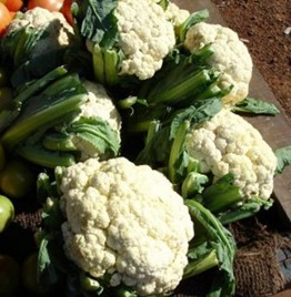 Cauliflower (Brassica oleracea (Botrytis Group). © Pankaj Oudhia (Courtesy of EcoPort, www.ecoport.org) Cauliflower (Brassica oleracea (Botrytis Group). © Pankaj Oudhia (Courtesy of EcoPort, www.ecoport.org)