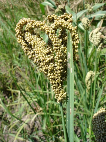 Finger millet. © Maundu 2005 Finger millet. © Maundu 2005
