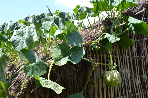 C. maxima plant and fruit, Kamashi, NW Ethiopia. ©Maundu 2015 C. maxima plant and fruit, Kamashi, NW Ethiopia. ©Maundu 2015