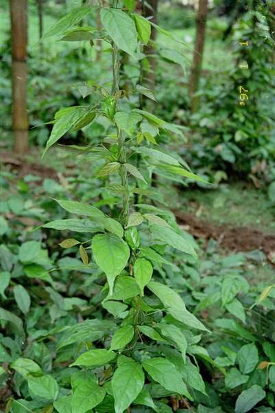 Gnetum africanum in a nursery, Limbe,Cameroon. Gnetum africanum in a nursery, Limbe,Cameroon.