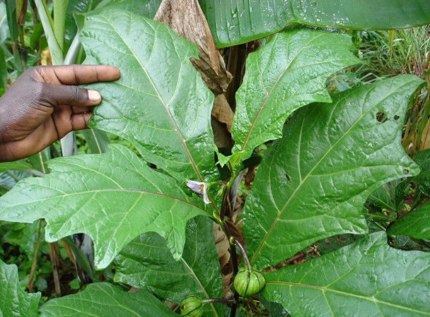 Solanum macrocarpon, a fruit and leafy vegetable Solanum macrocarpon, a fruit and leafy vegetable. Ⓒ Maundu, 2005