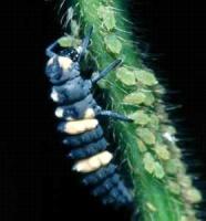 Ladybird beetle