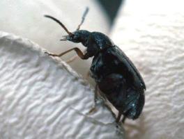 cowpea weevil