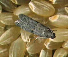 Storage moth