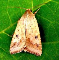 Adult moths