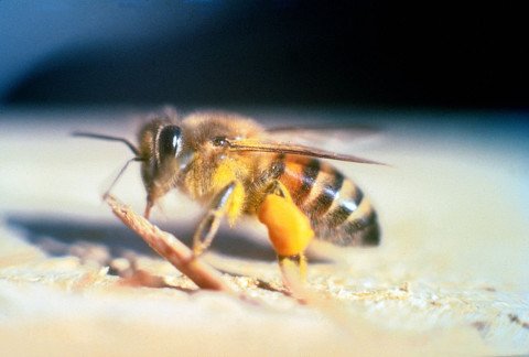 Adult Apis mellifera scutellata