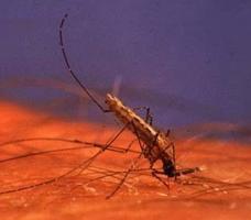 Anopheles gambiae