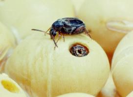 Bean bruchid
