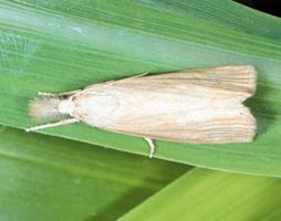 Moth