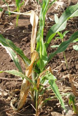 Chilo partellus damage