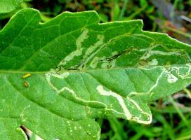 Leafmining flies