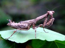 Praying mantis