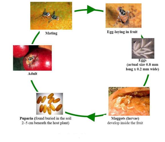 Lifecycle of tephritid fruit fly