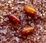 Pupa of the Mediterranean fruit fly