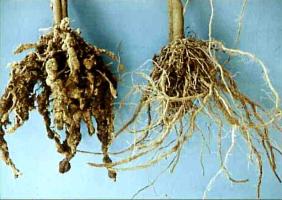 Root-knot nematodes