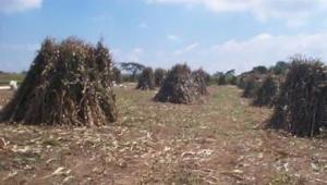Maize stovers conservation
