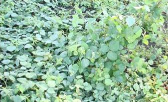 Desmodium