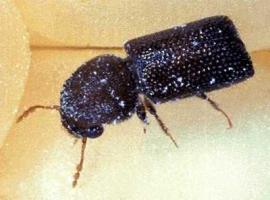 Larger grain borer
