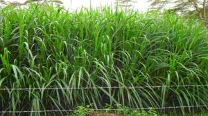 Napier grass