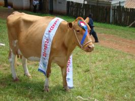 Guernsey cow