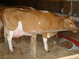 Guernsey cow