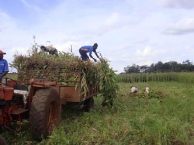 Harvesting for silage