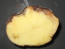 Bacterial wilt