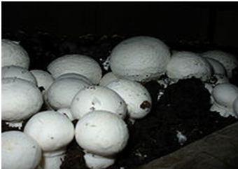 Button mushrooms