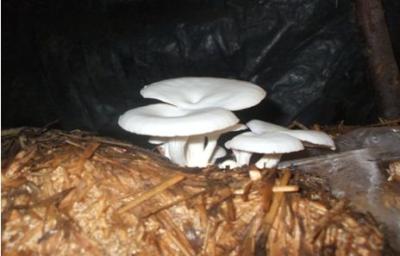 Oyster mushrooms