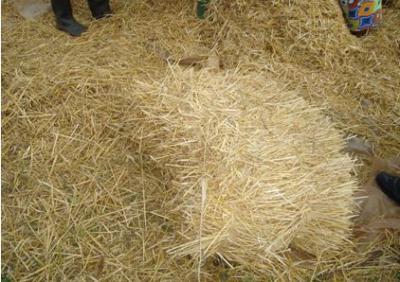 Wheat straw