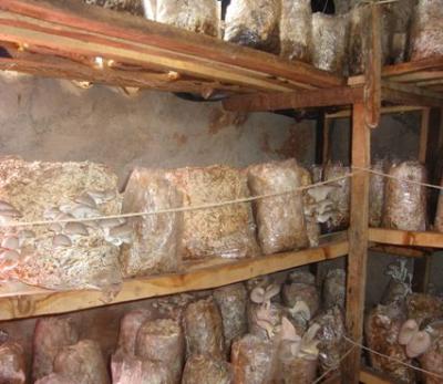 Wooden shelves holding bags in the house