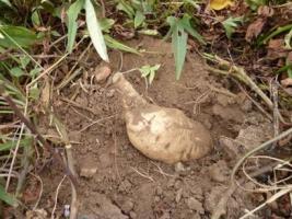 "KEMBO 10" tuber