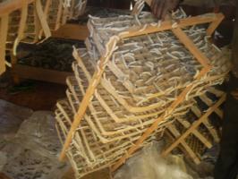 Silkworms on a rotary mountage