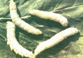 Stunted silkworms