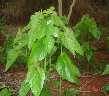 Morus Alba Ex-Ithanga