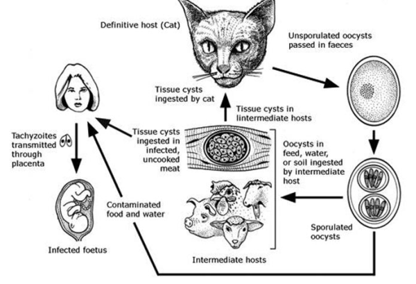 toxoplasma gondii life cycle