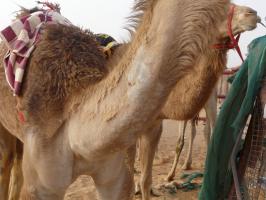 Mange on neck of a camel