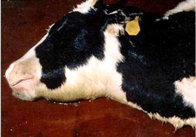 Signs of Haemorrhagic Septicaemia
