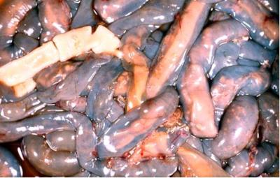 Monieza in lamb intestine