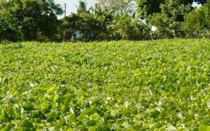 Mucuna Pruriens
