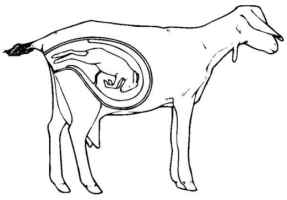 Abormal delivery