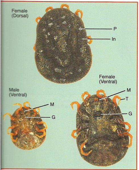 Soft ticks