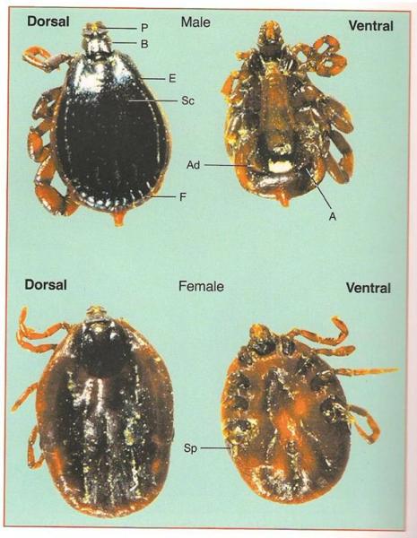Brown Ear tick