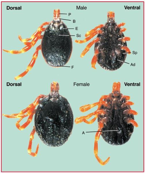 Hyalomma ticks