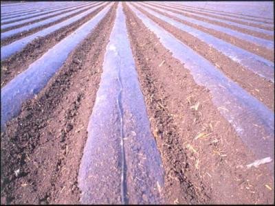 Soil solarization