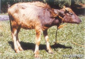 Buffalo calf
