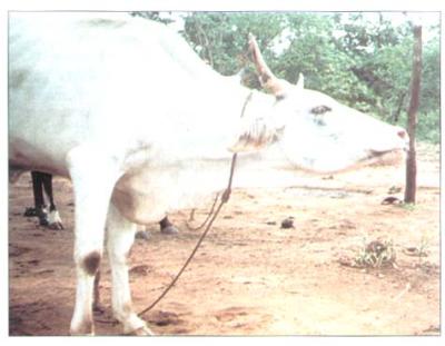 Contagious Pleuropneumonia in cattle